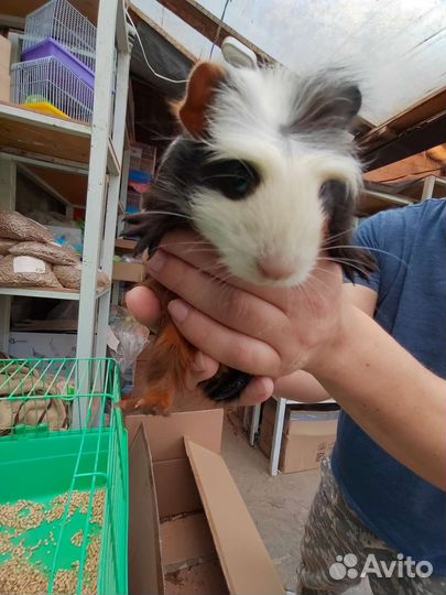 Морская свинка