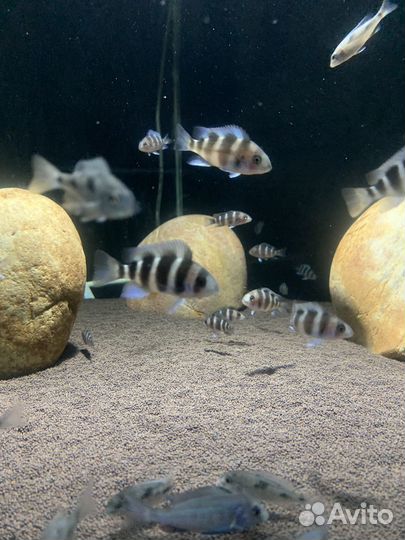 Фронтоза (бурунди )