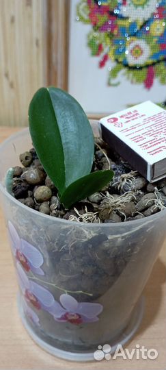 Детка орхидеи фаленопсис, кристальная вода