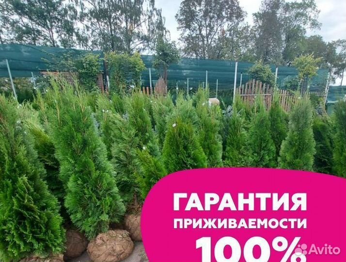 Туя 130 см