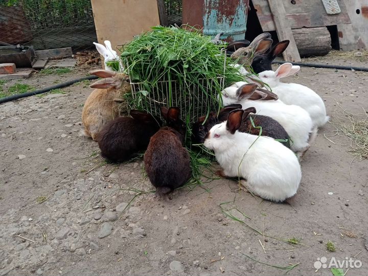 Продаются кролики