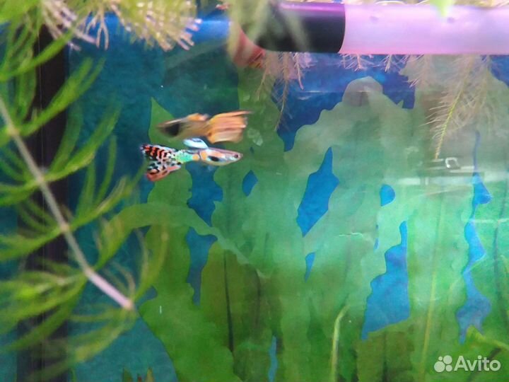Радужница Боэсмана, Гуппи голубая, криветки вишня