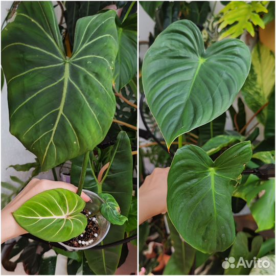 Комнатные растения ч. 5