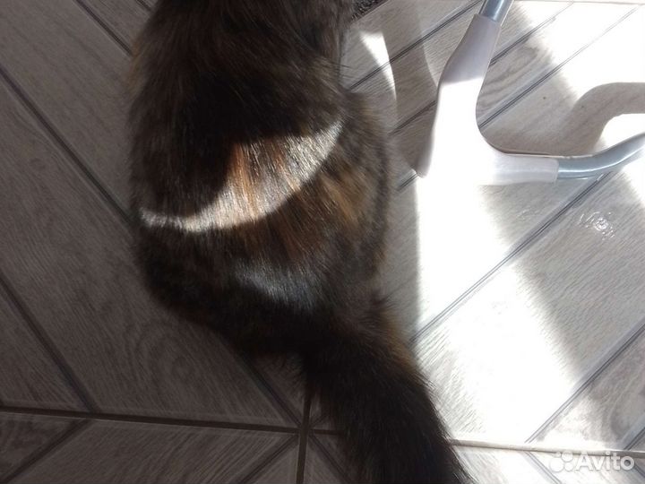 Отдам в добрые руки кощку