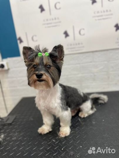 Груминг обучение