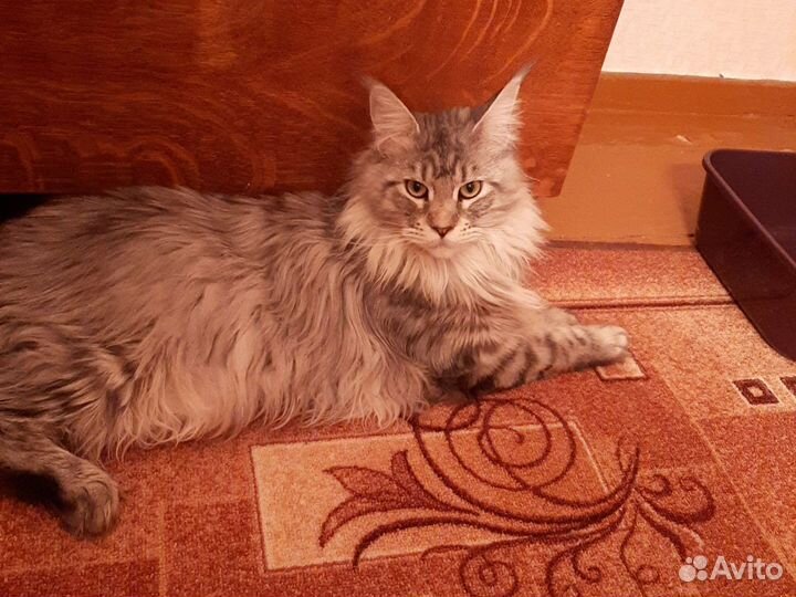 Ищем котика для вязки