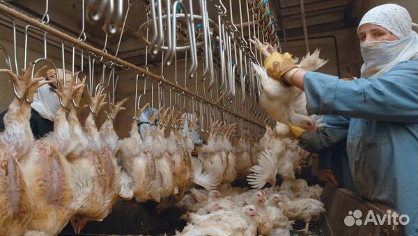 Благовещенск/вахта навесчики птицы