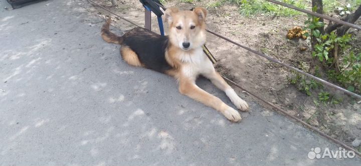 Щенок 10 мес