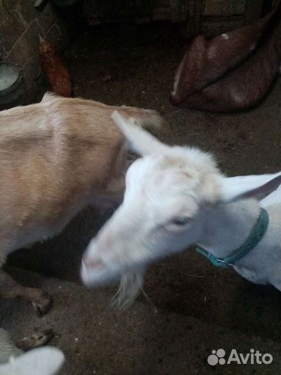 Козы дойные