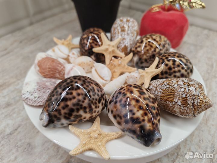 Морские ракушки раковины большие пакетом