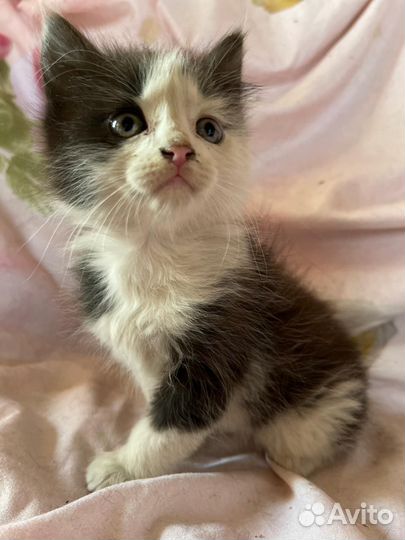 Котята в добрые руки мальчики