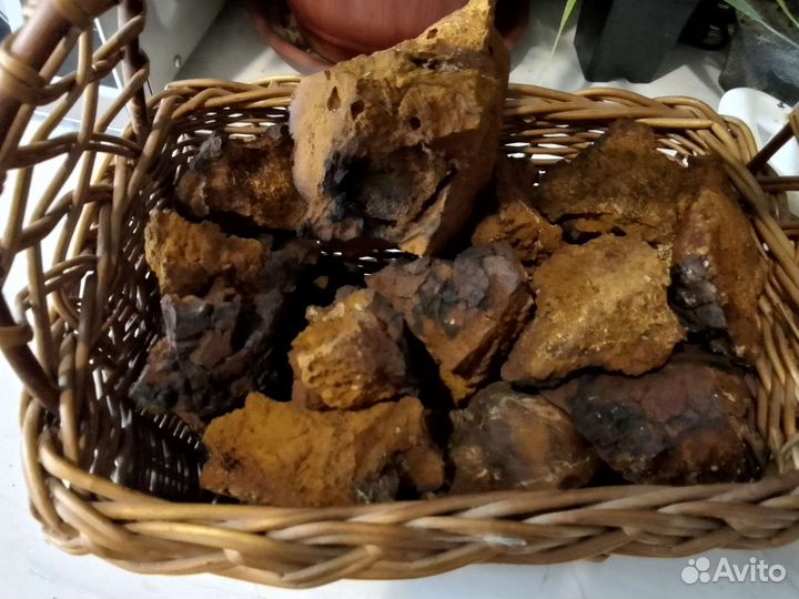 Березовый гриб чага