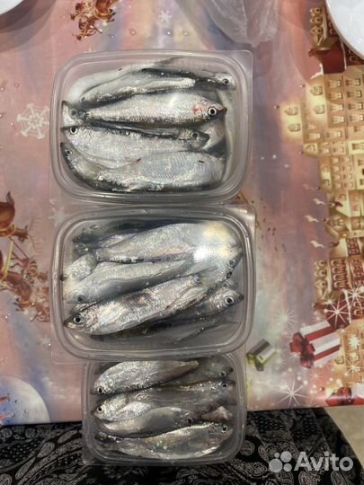 Тюлька крупная