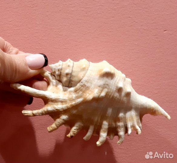 Набор ракушек