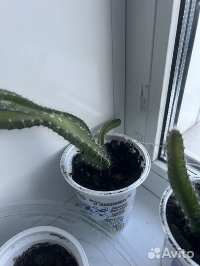 Традесканция отростки,питахайя