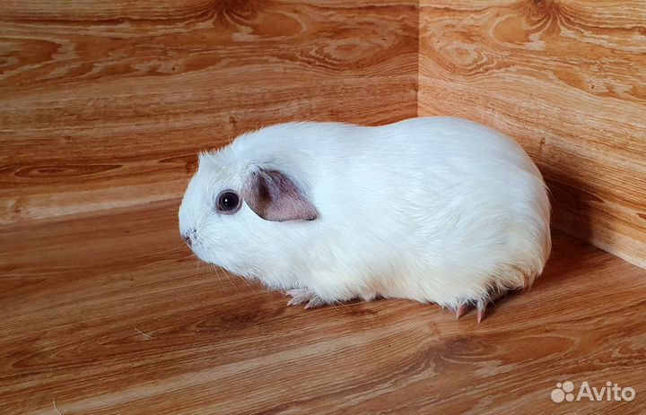Морская свинка. Девочка