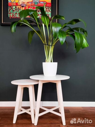 Крупные комнатные растения. Эухарис, замиокулькас