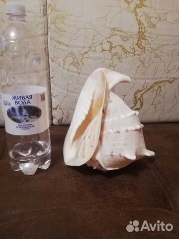 Ракушка морская большая