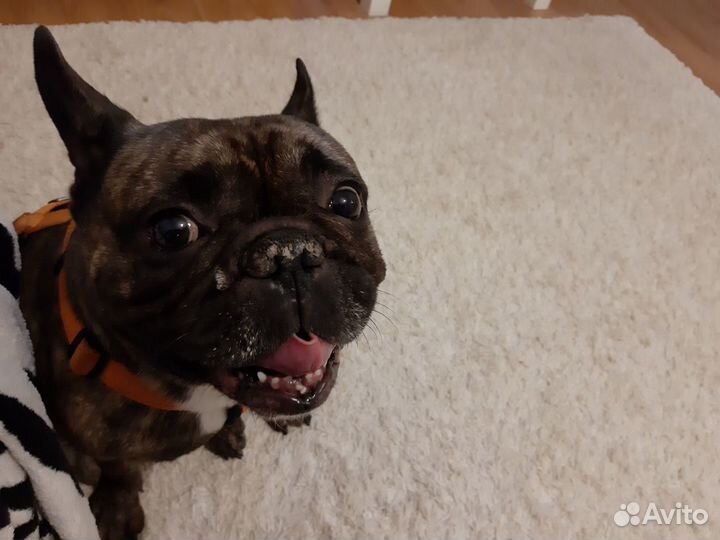 Передержка собак. Профессиональная зооняня