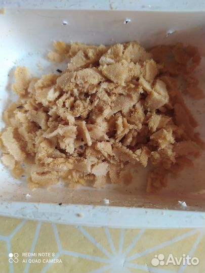 Черная львинка, яйцо, предкуколка