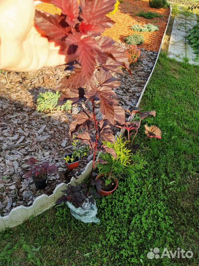 Пузыреплодник калинолистный