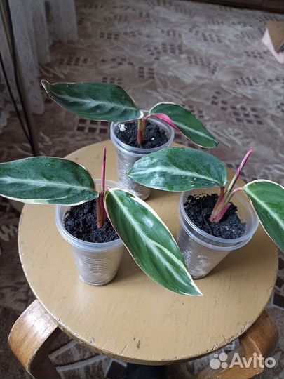 Строманта Триколор