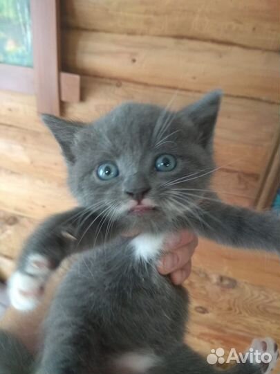 Котята