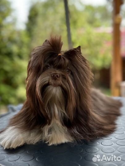 Мальчик биро вязка