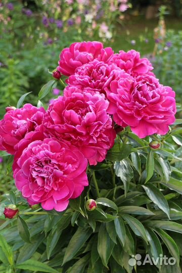 Корни, деленки пиона 