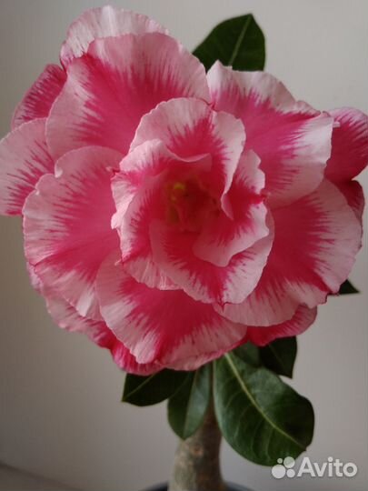 Привитый адениум Keu diem