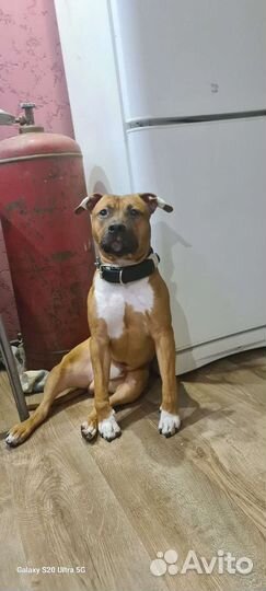 Стаффордширский терьер