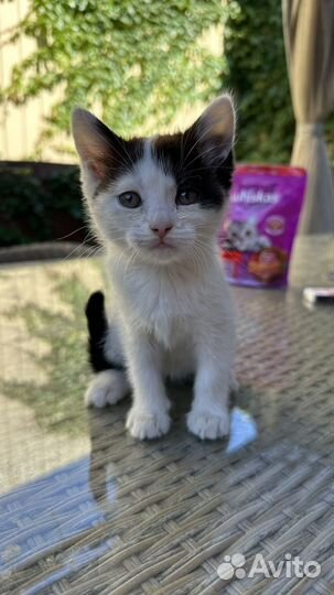 Котята в добрые руки бесплатно