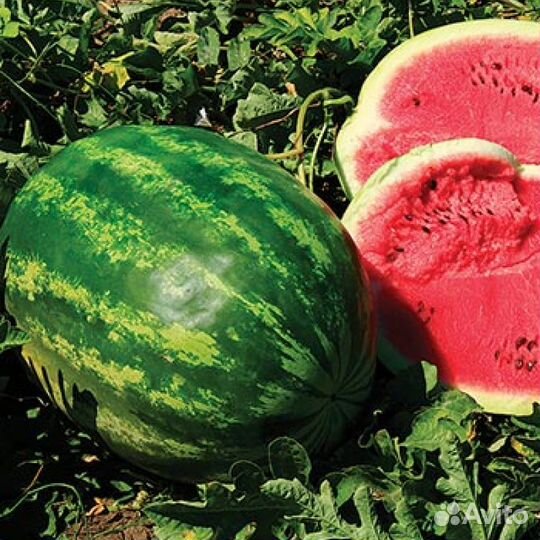 Мелания F1 семена арбуза - 1000 шт.(Seminis)