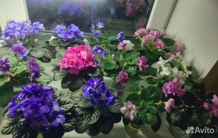 Фиалки.детки