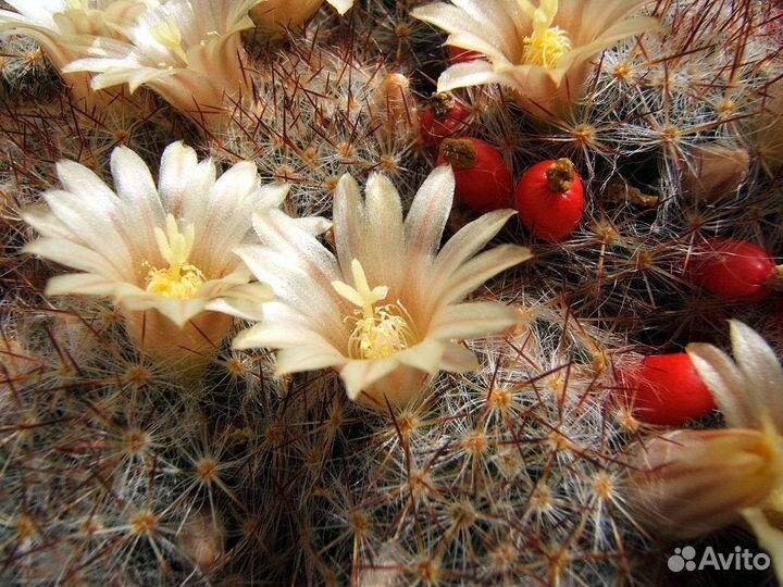 Суккуленты,Агава,кактусы