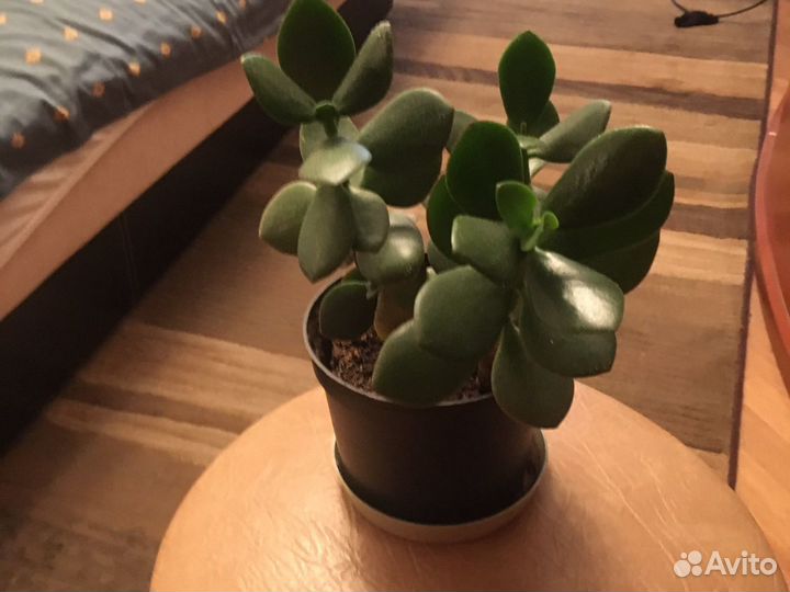 Толстянка, денежное дерево, крассула