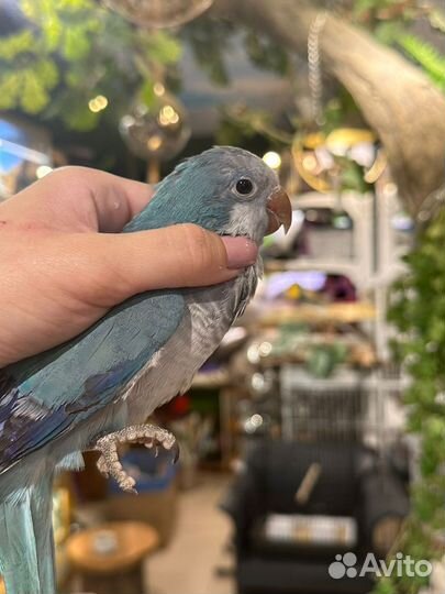 Попугай Калита монах квакер