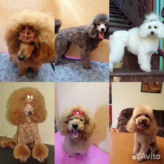 Грумер, стрижка собак, кошек