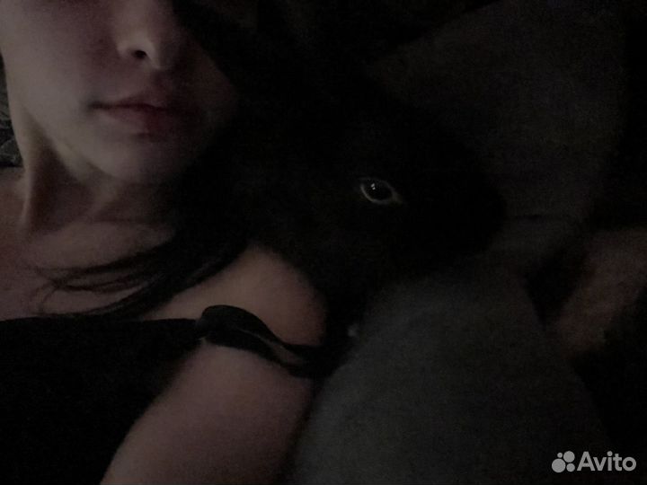 Вязка дикаративный кролик