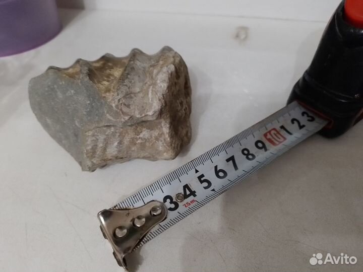 Окаменелость Аммонит Фрагмент Крупный