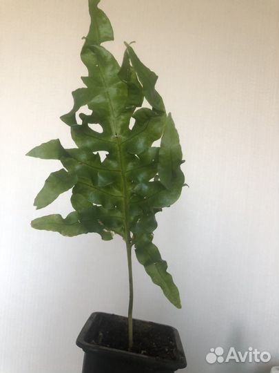 Папоротник комнатный