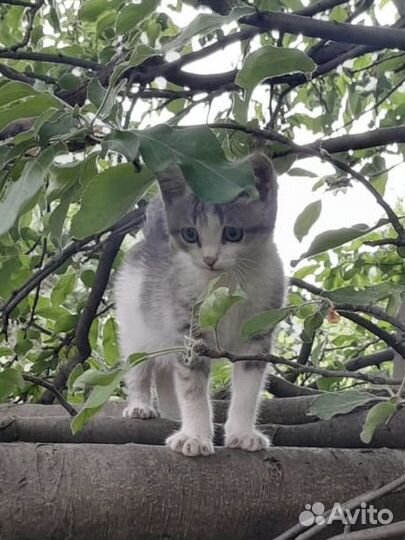 Одинокий уличный котенок ищет дом