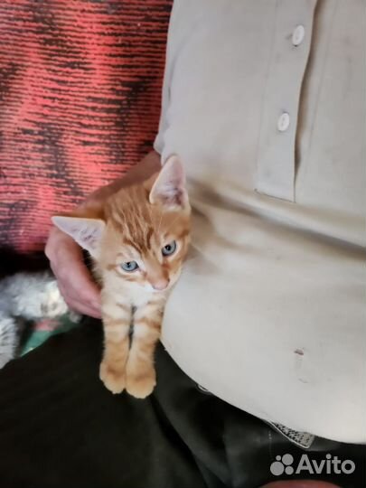 Рыжий котенок