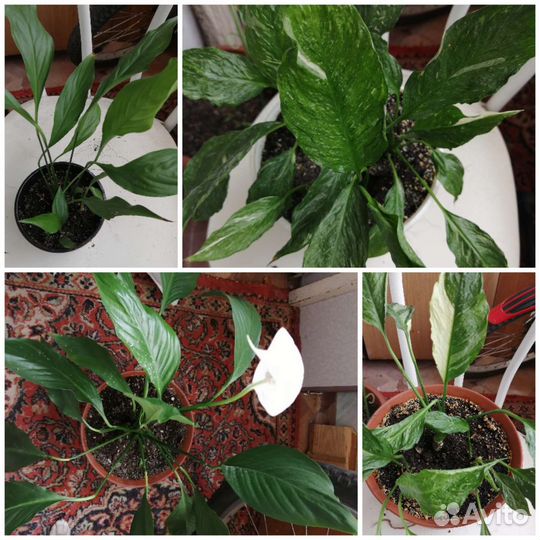 Комнатные цветы