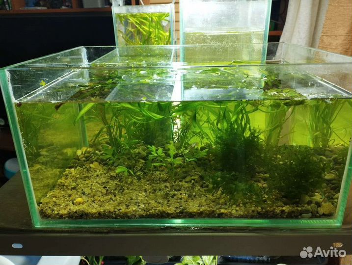 Готовый аквариум травник