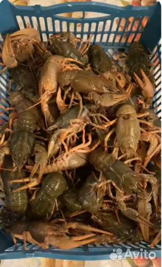 Раки живые и вареные (розница / опт )
