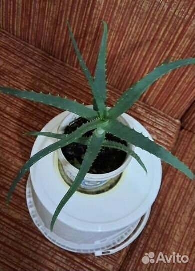 Алоэ лечебный