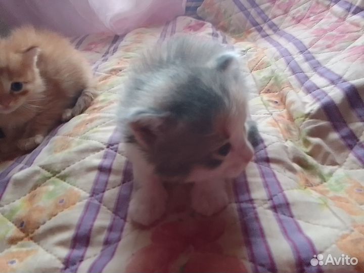 Продаю котят