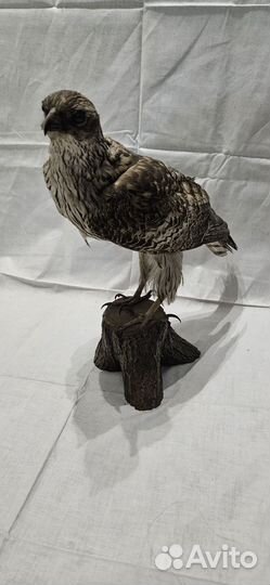 Чучело птицы