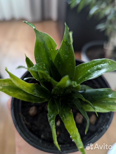 Драцена Компакта